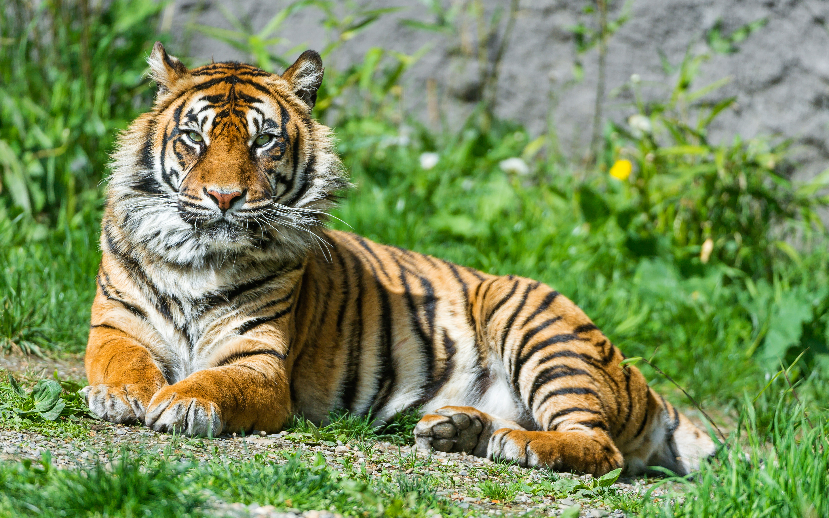 Sumatran Tigress 4K