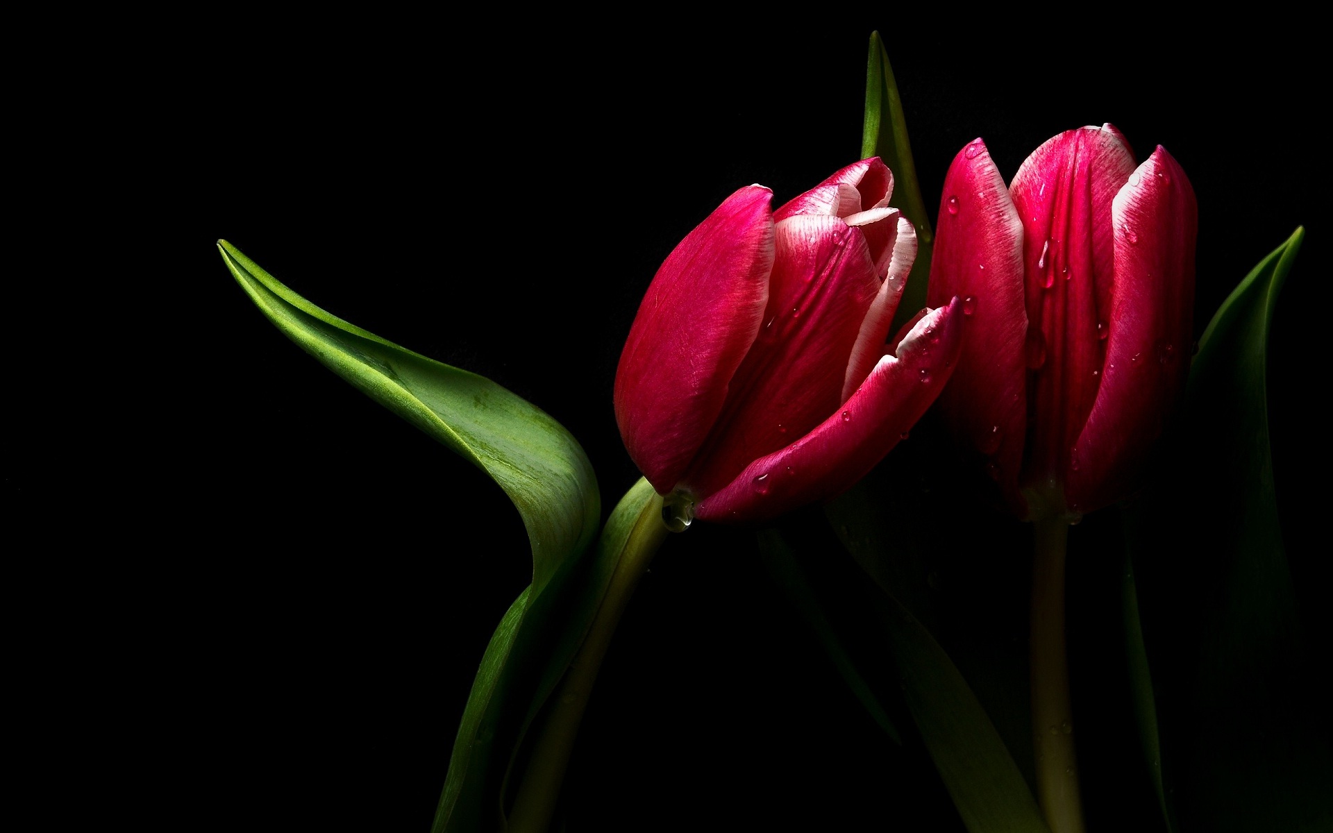Red Tulip And Green Leaves On Black Nature