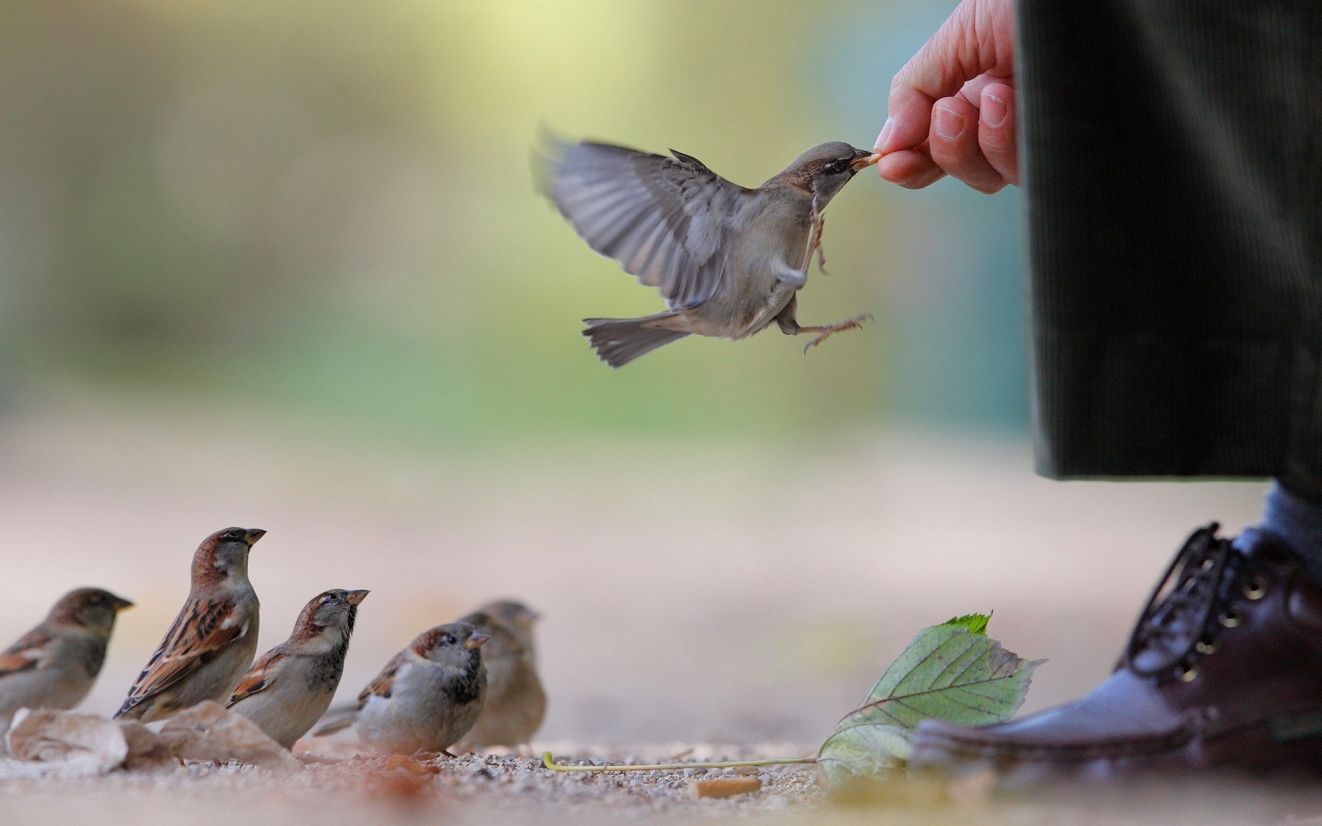 Cute Sparrow Bird Feeding From Man Hand